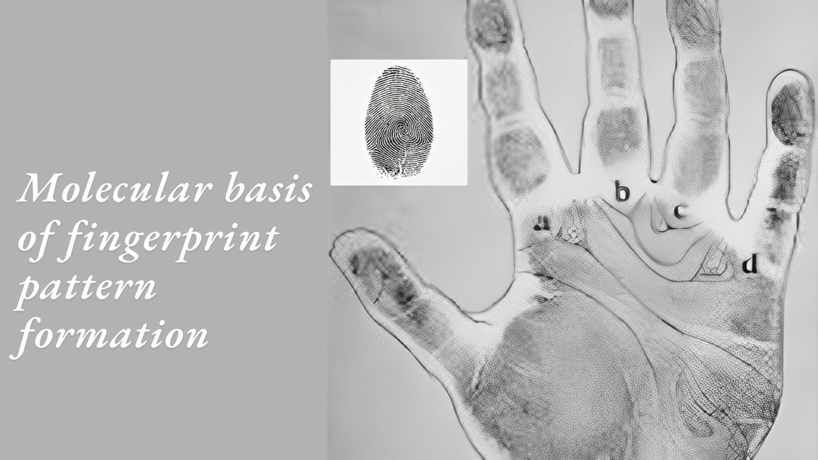 Molecular Basis of Fingerprint Pattern Formation