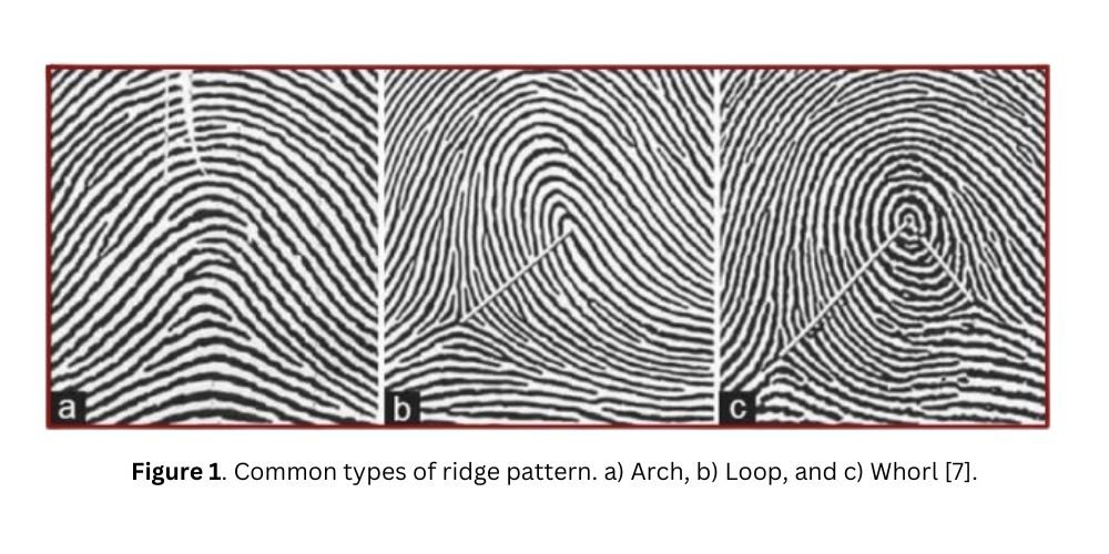 Figure 1. Common types of ridge pattern. a) Arch, b) Loop, and c) Whorl [7].